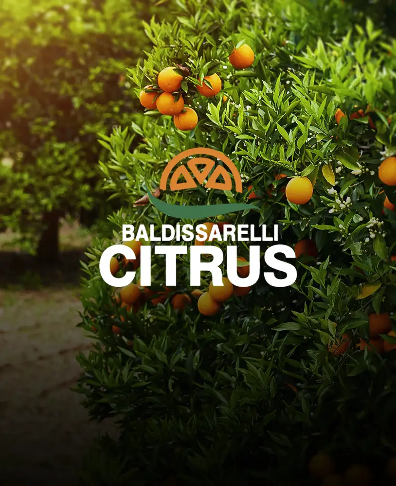 Viveiro Baldissarelli Mudas Citrus home